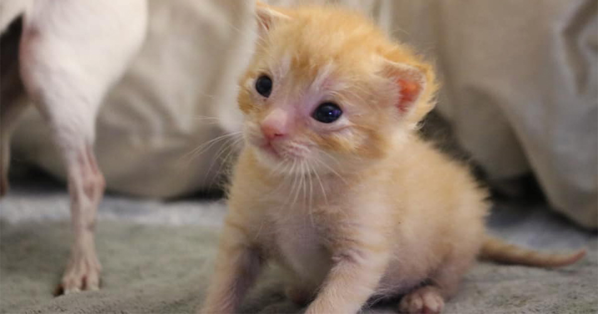 Kitten Season Is Here: How You Can Make a Difference