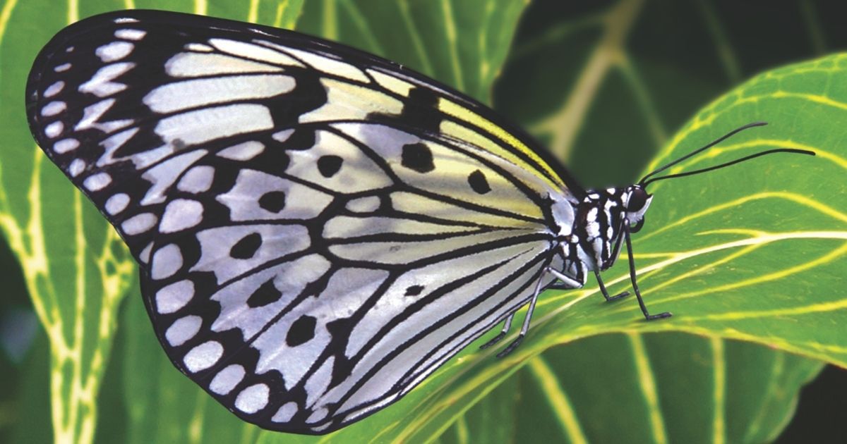 WMW SpringTakesFlight Web4