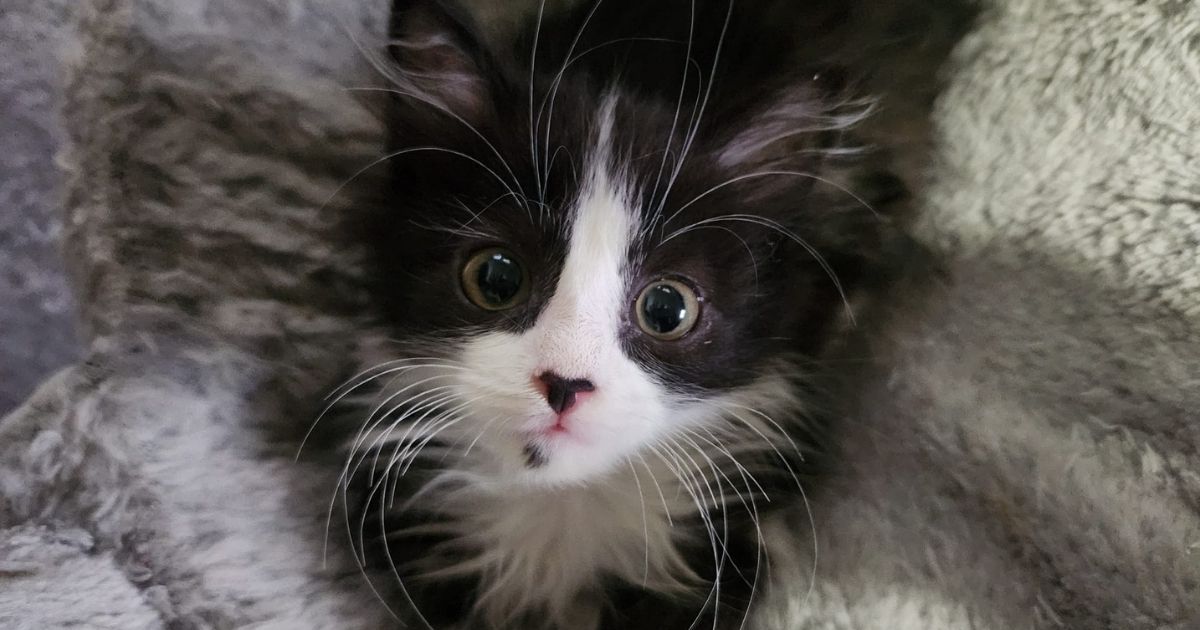 WMW ItsKittenSeason Web2