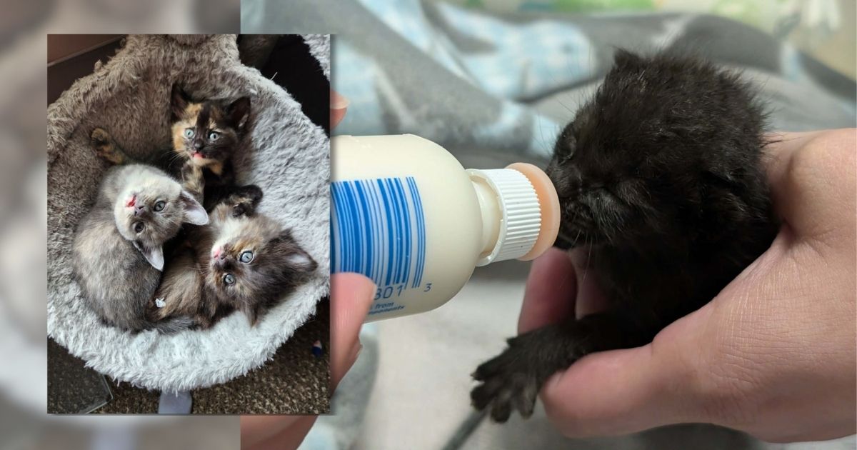 WMW ItsKittenSeason Web3 1