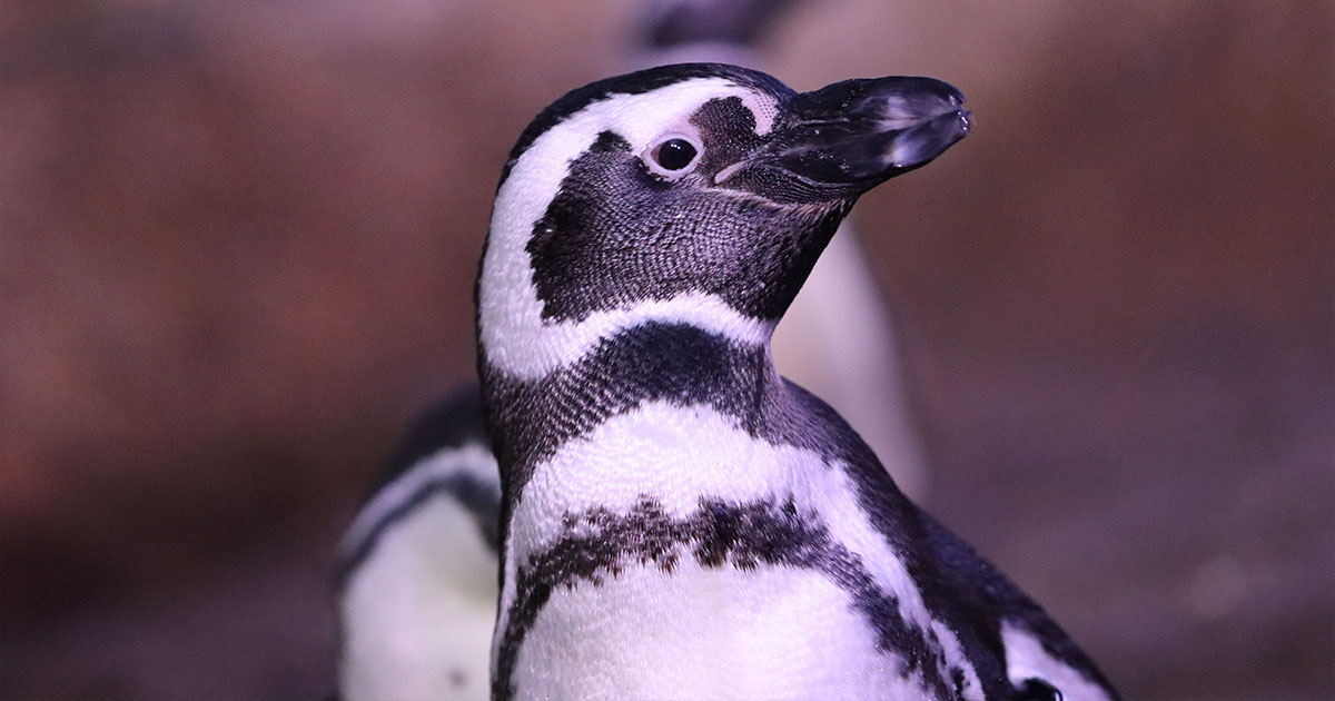 WMW-PenguinAwarenessDay-eNews2