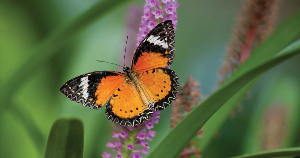 enjoy-blooming-butterflies-web2