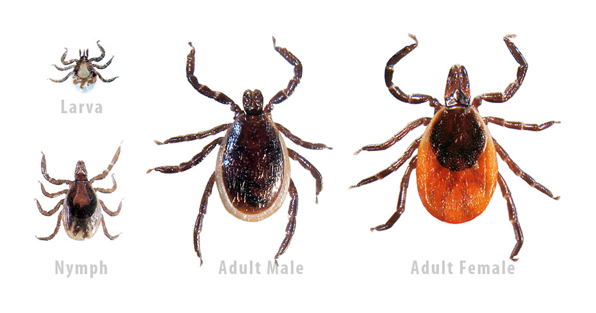 alabama tick identification