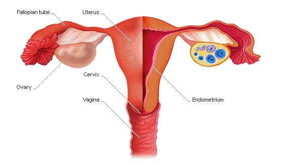 Diseases of the Female Reproductive System