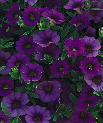 calibrachoa blue-purple