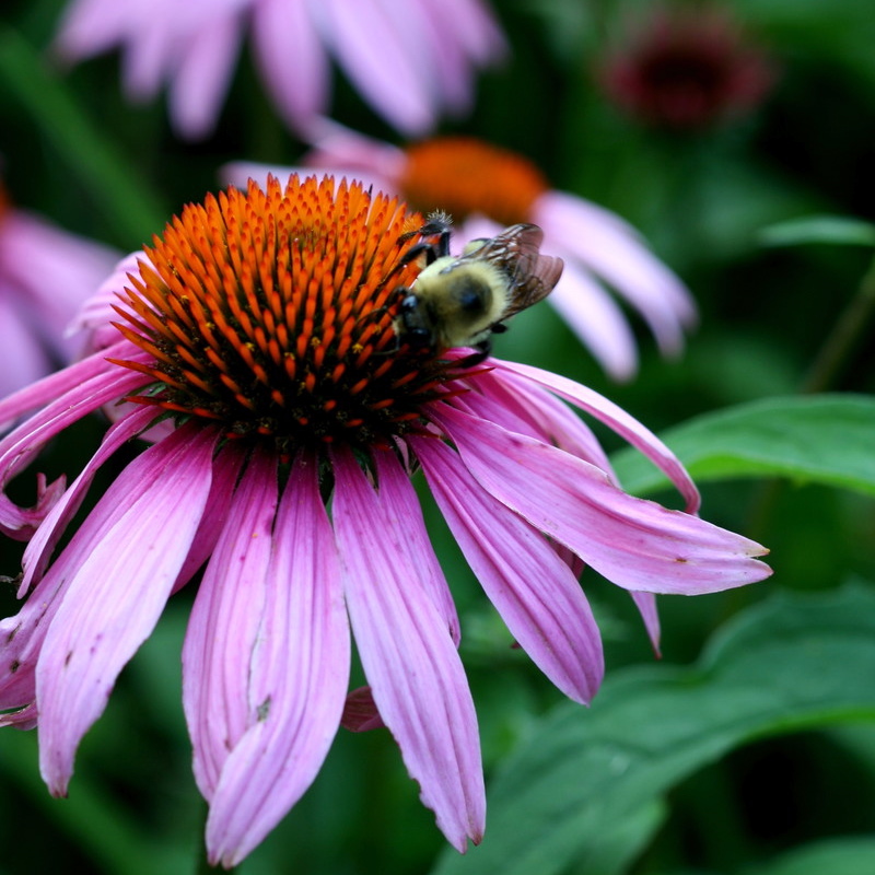 purple coneflower poisonous to dogs