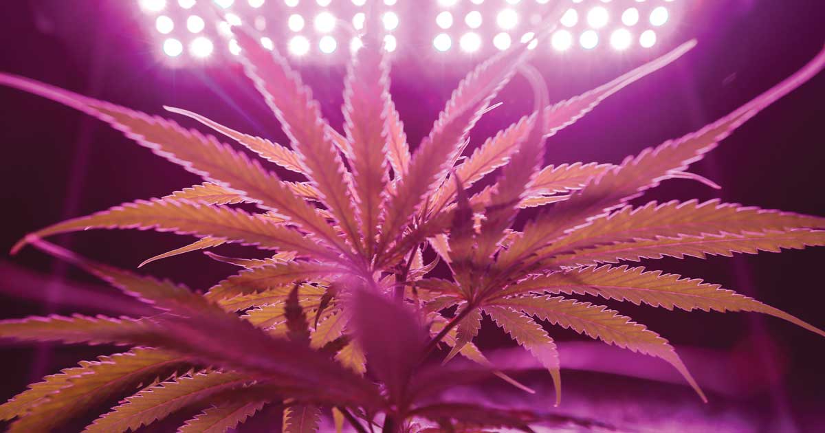 /CBD%20Oil:%20Are%20the%20Health%20Benefits%20Worth%20the%20Money