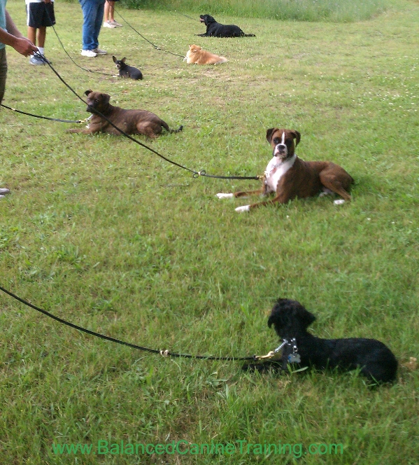 Pets Part of One Big Happy Family