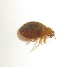 Don’t Let the Bed Bugs Bite