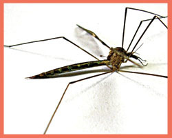 Mosquito Repellants: Keep Those Little Buzzers Away!