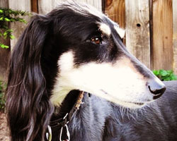 When It’s Time to Say Goodbye to an Animal Companion …