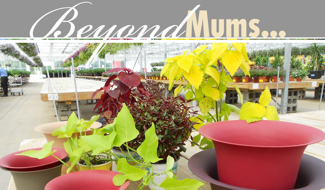 Beyond Mums: Fall Container Gardening