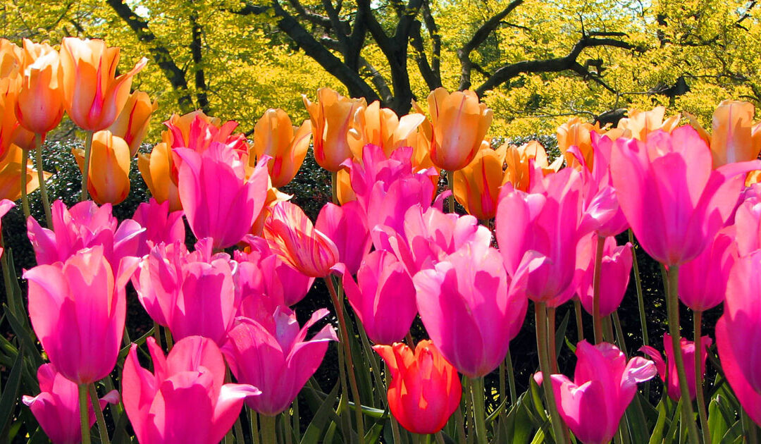 Local Artists in Bloom
