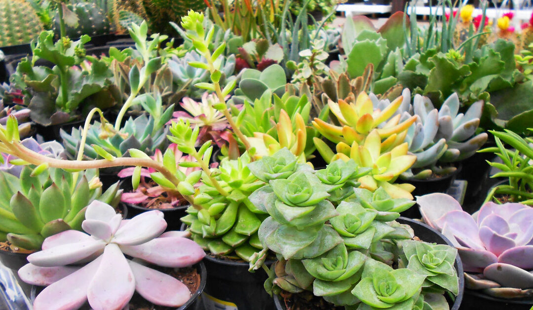 Get Planting!