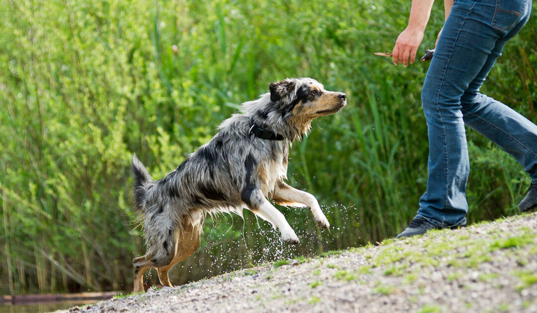 Alternatives to Pet Ownership