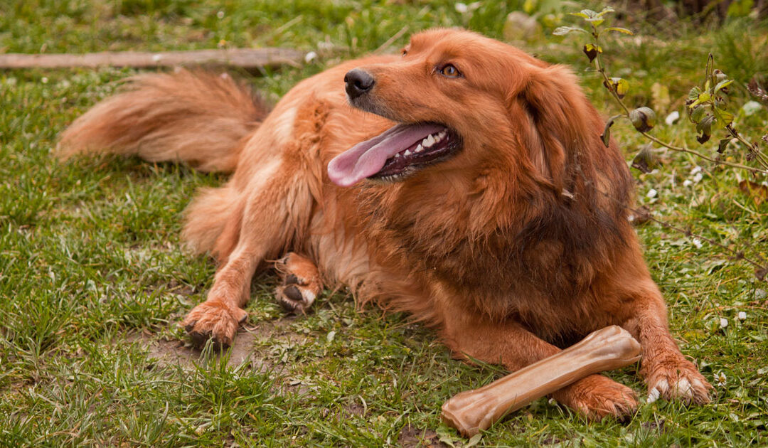 Seven Tips to Detect Canine Cancer Early
