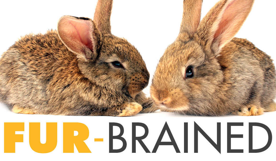 Fur-Brained: The Benefits of Pets in the Classroom