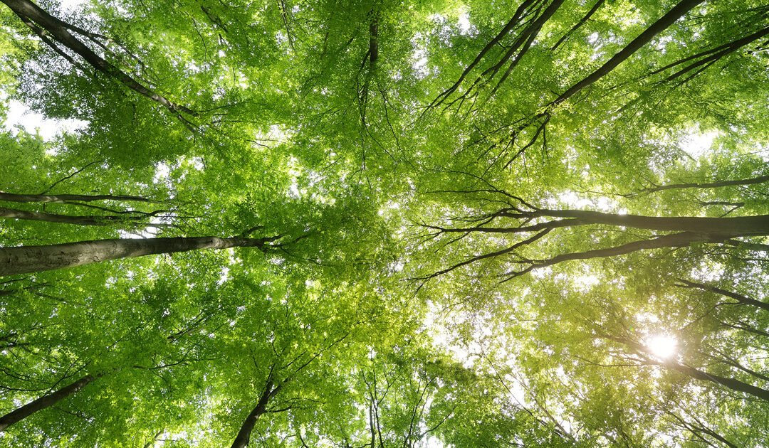 Earth Day 2016: Trees for the Earth