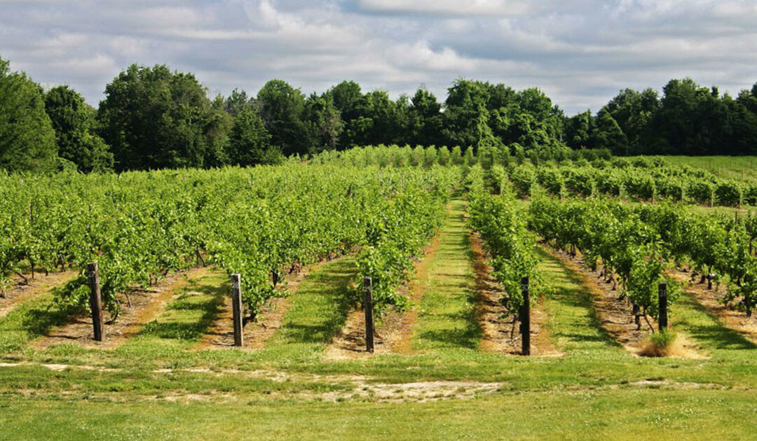West Michigan Wine