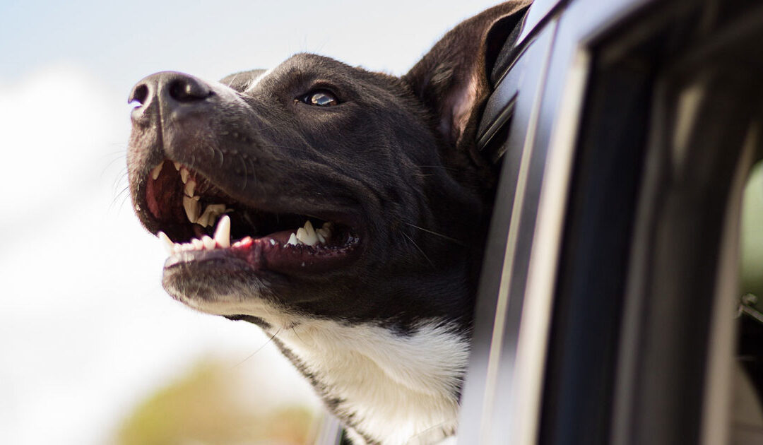 Pets on a Plane, Train or Automobile
