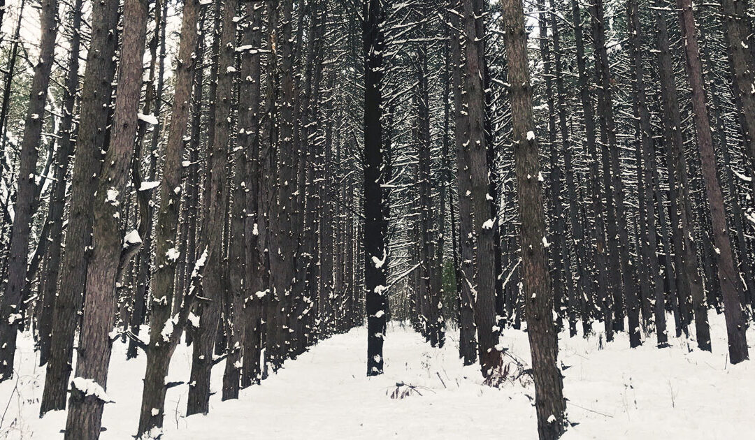 Walking in a Winter Wonderland