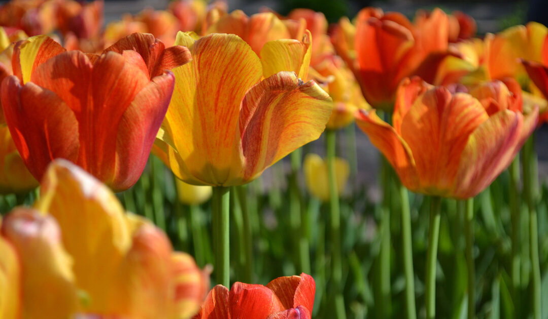 Welkom to Tulip Time
