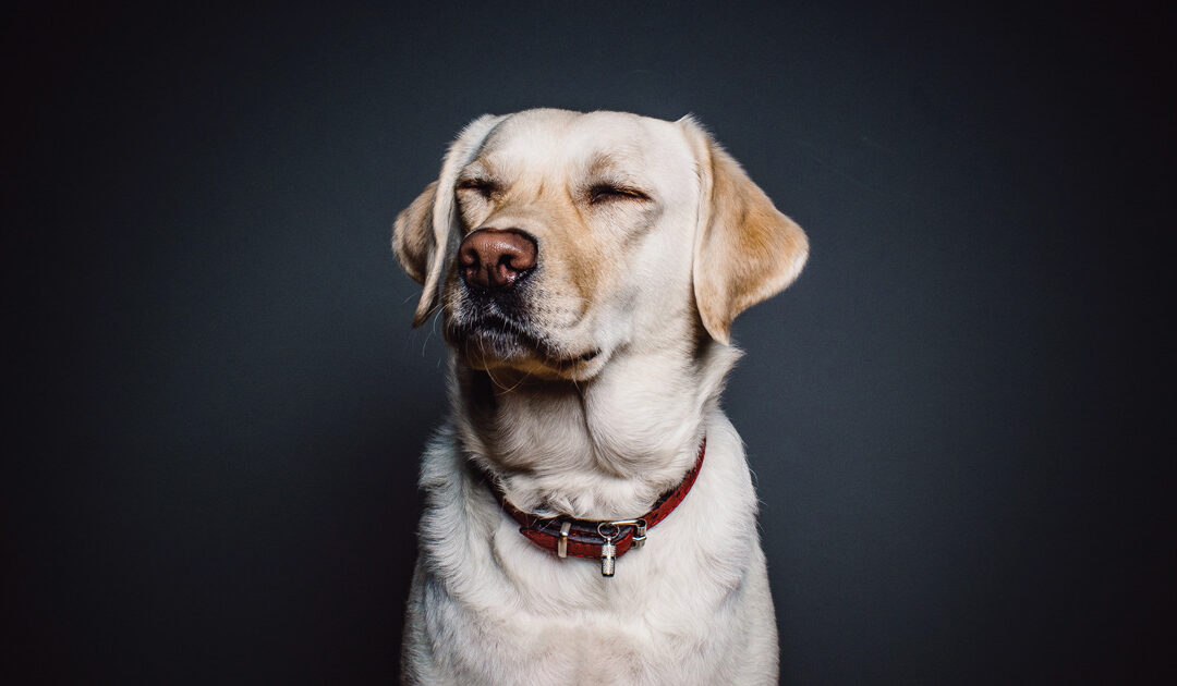 Planning for Your Four-Legged Friends as Part of Your Estate