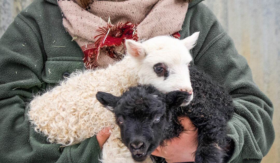 5 Ways to Celebrate Spring at the Farm