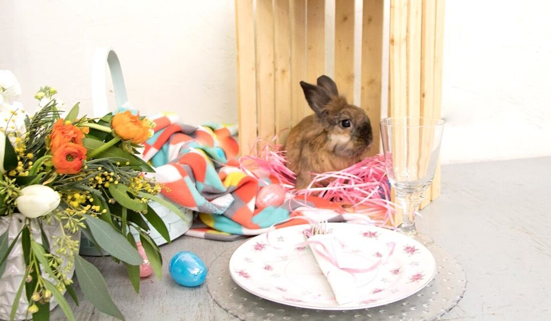 Flora, Fauna, Fun …