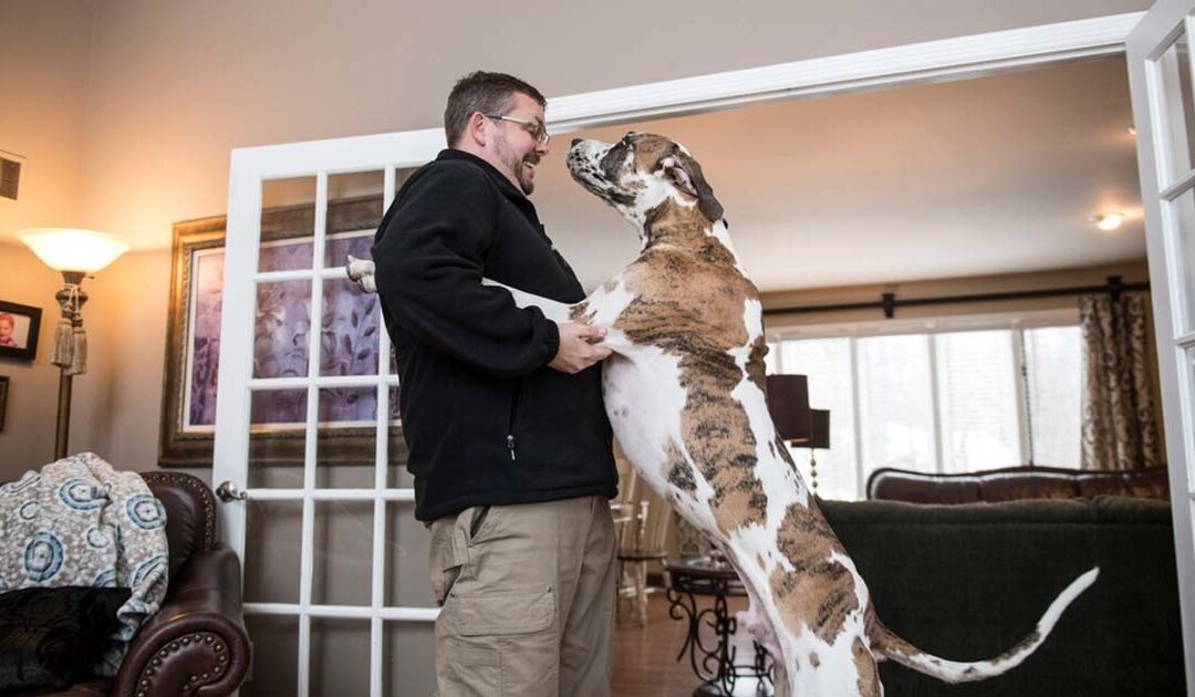 Must Love Dogs