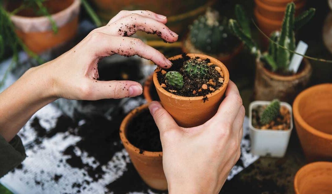 Green Thumb Considerations: Gardening 101