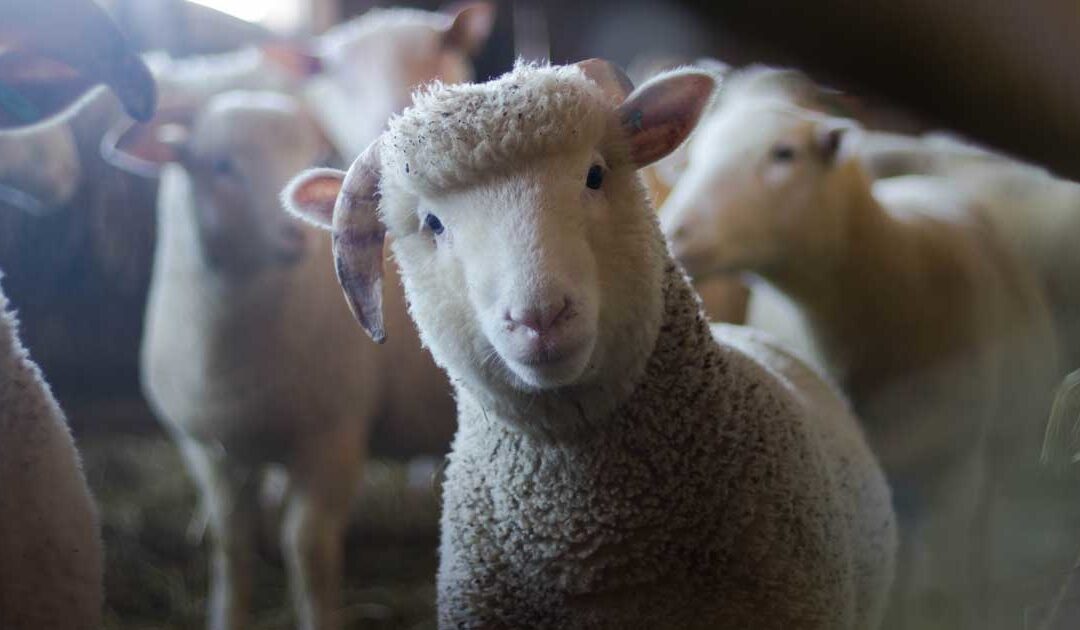 Stay Healthy While Visiting Animal Exhibits