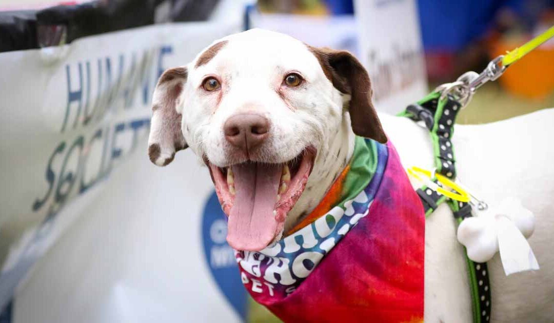 Bark in the Dark Is Back!