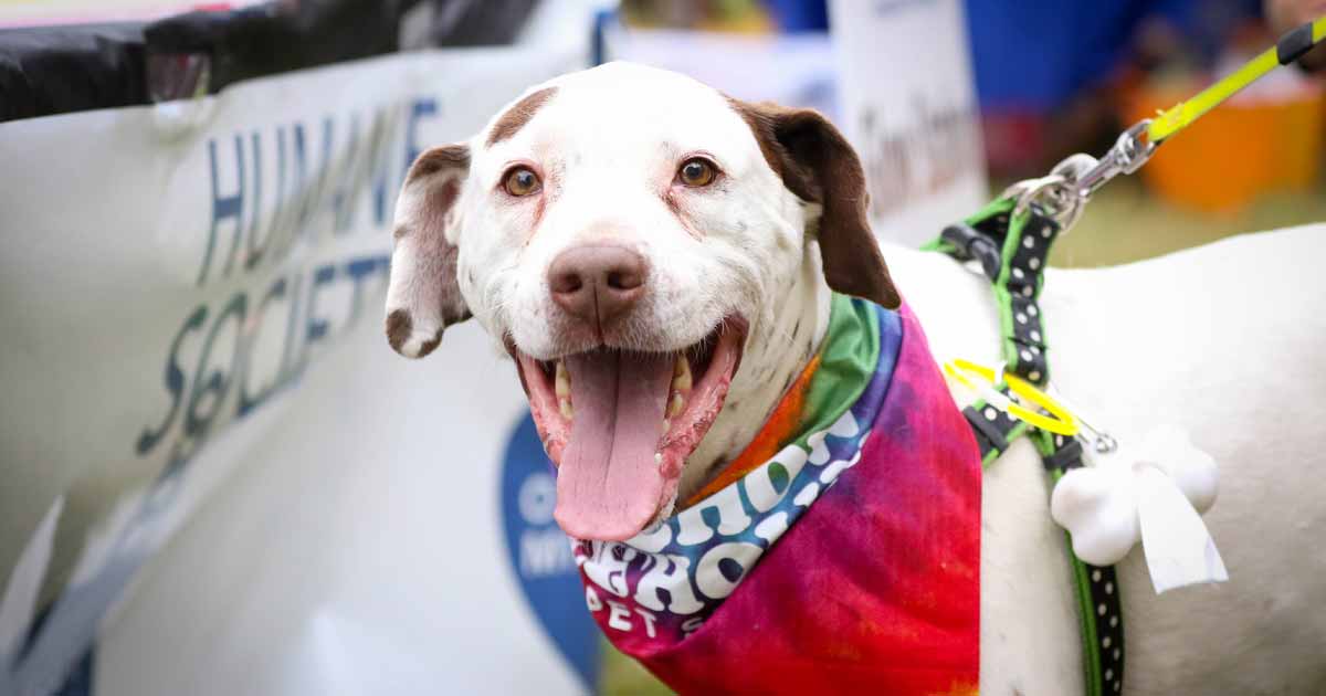 Bark in the Dark Is Back! Bark in the Dark Is Back!