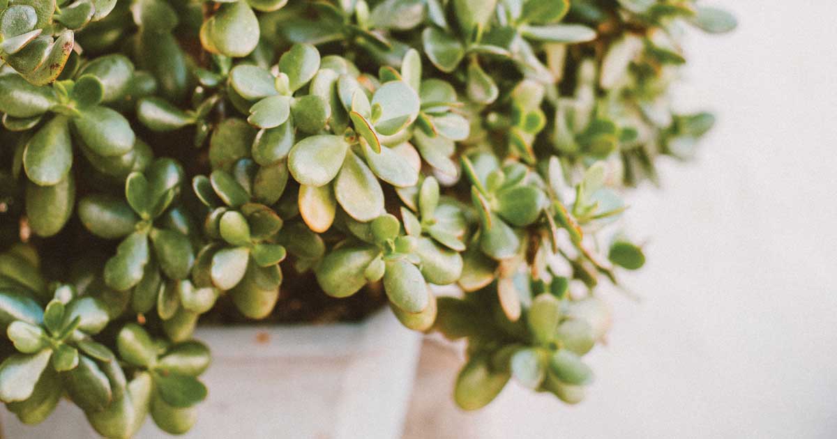 backyards-in-bloom-enews