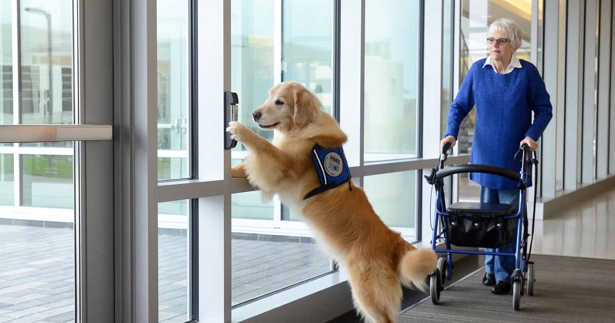 paws-with-a-cause-enews