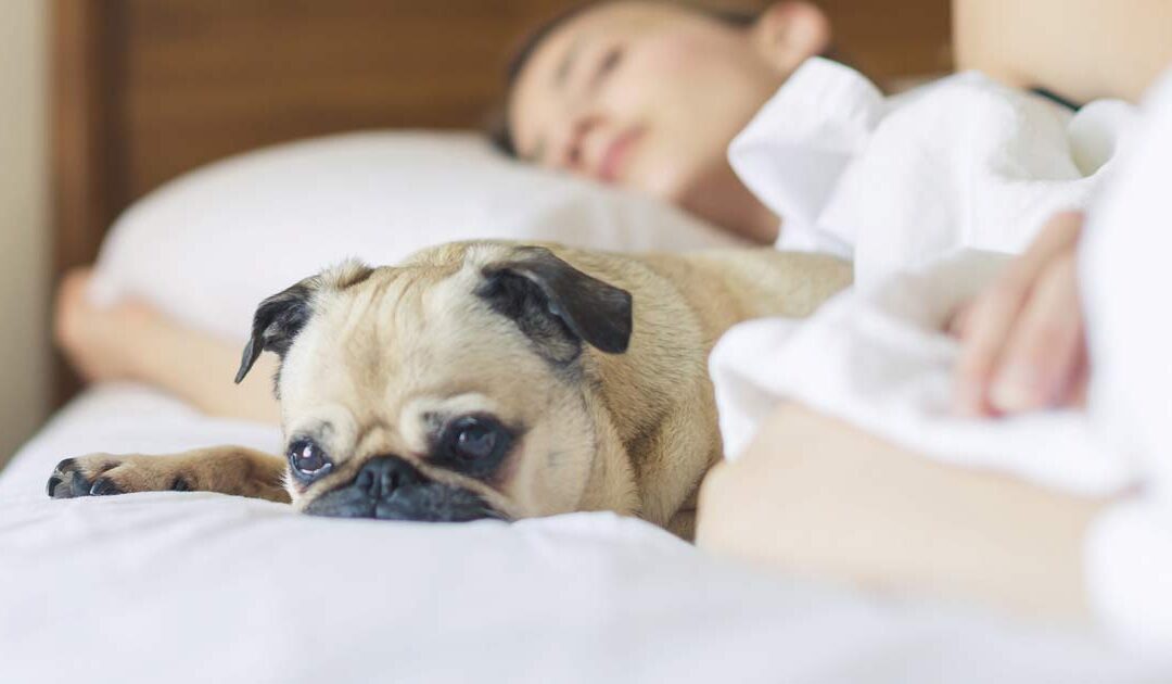 Human’s Best Friend: The Why, How and Where of Traveling with Your Pet