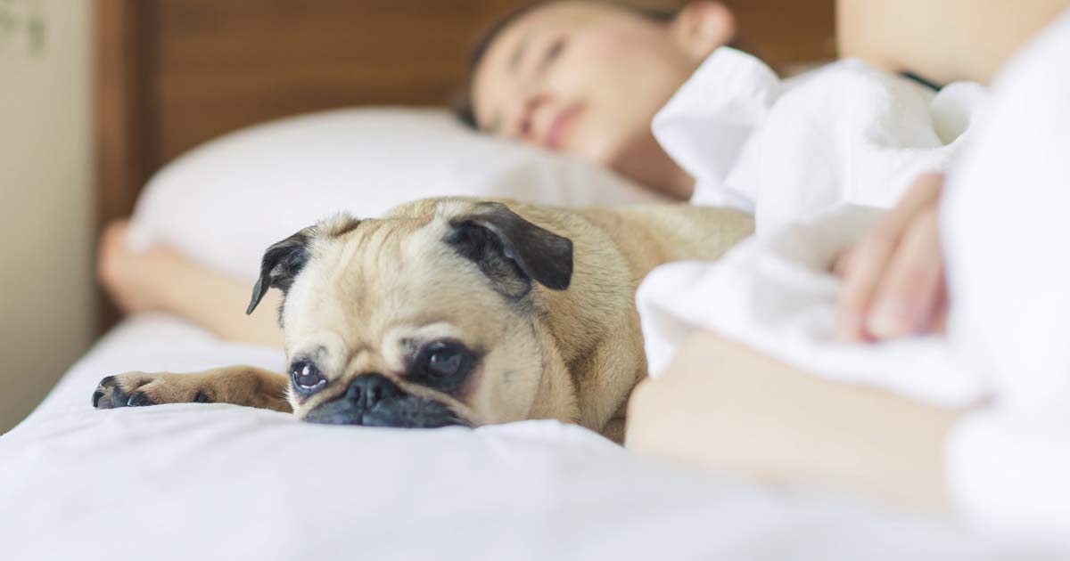 humans-best-friend-enews