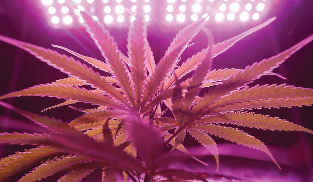CBD Oil: Are the Health Benefits Worth the Money?