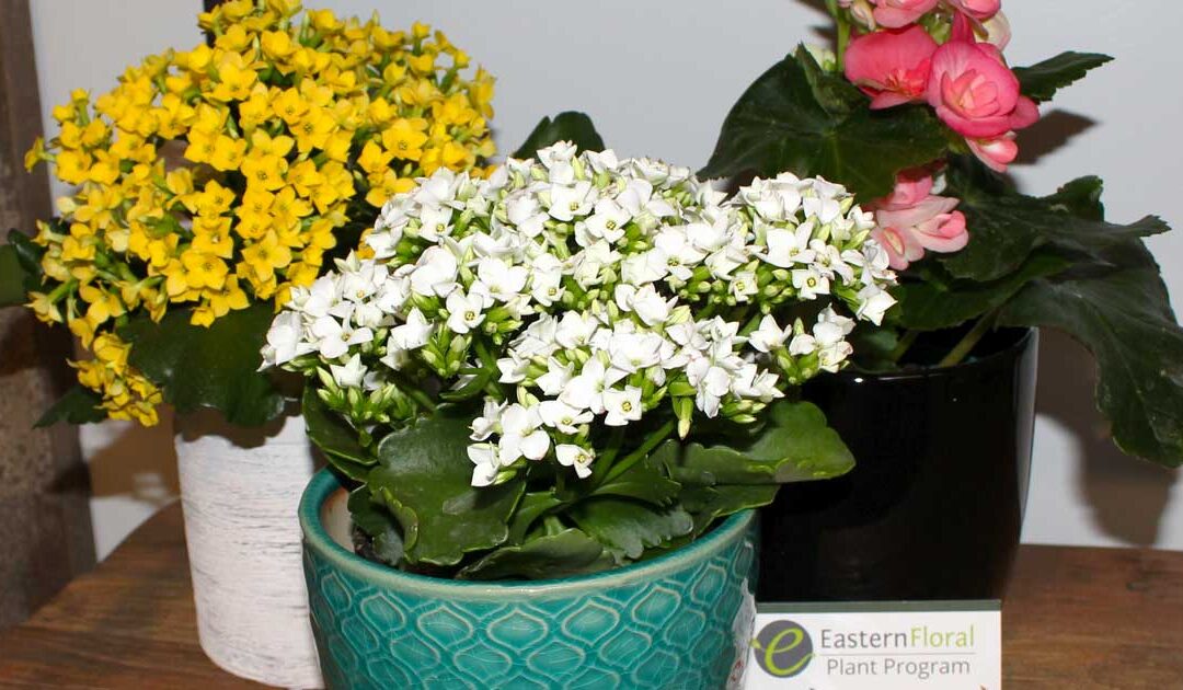 4 Ways to Celebrate All Moms