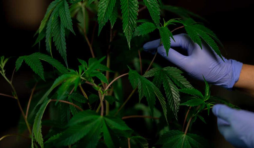 Cannabis 101