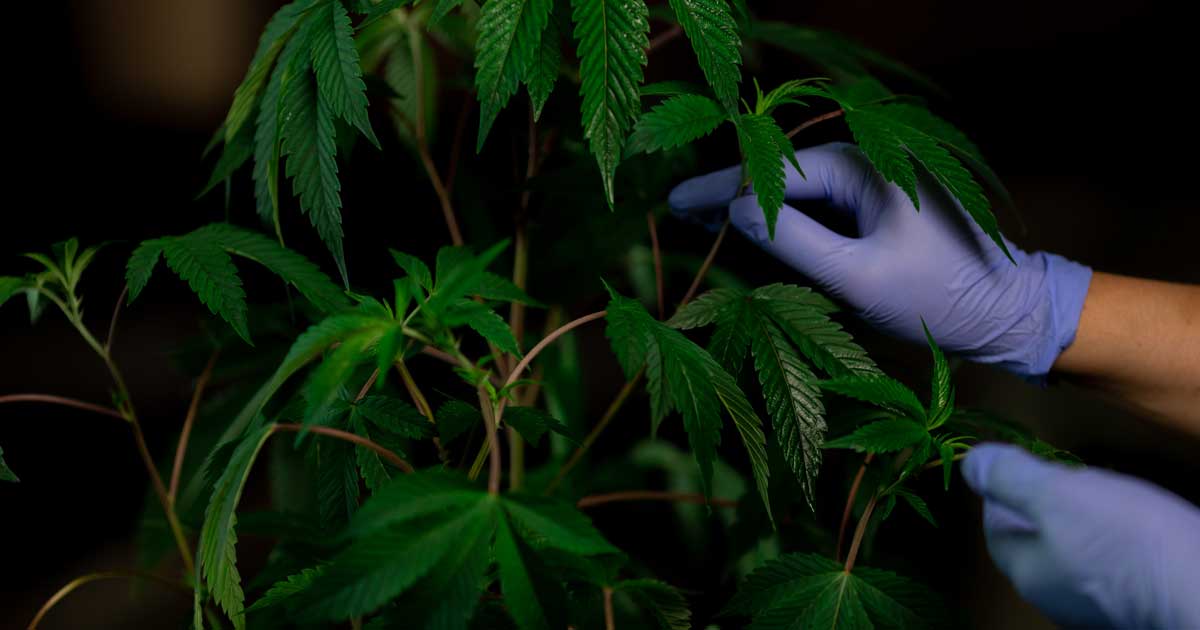 cannabis-101-enews