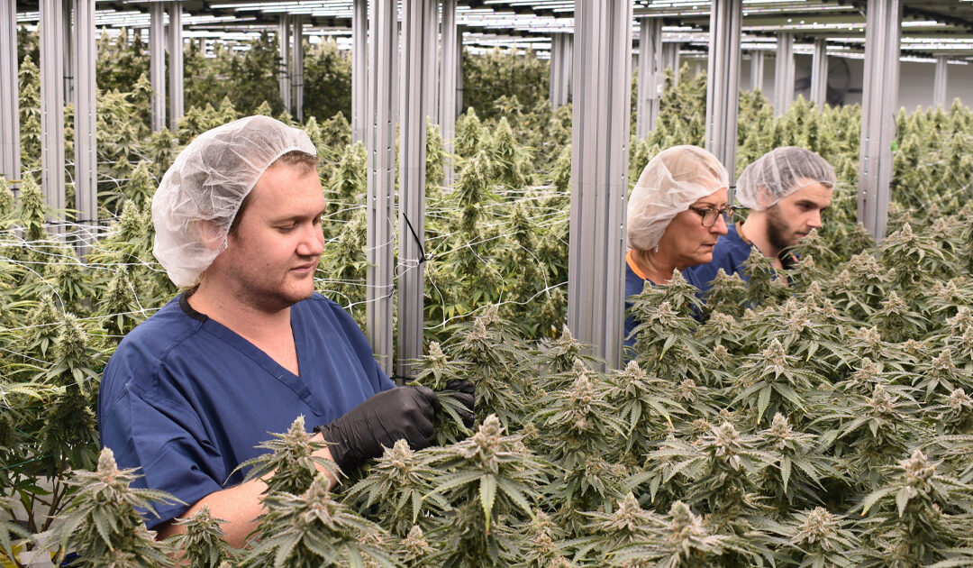 Rair Women are Reshaping Michigan Cannabusiness