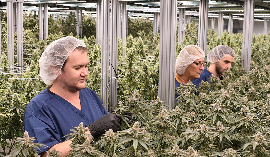 Rair Women are Reshaping Michigan Cannabusiness