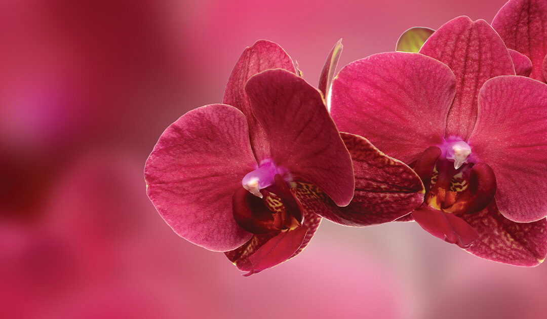 Check, Please. How Early Detection Can Be Your Best Weapon Against Breast Cancer
