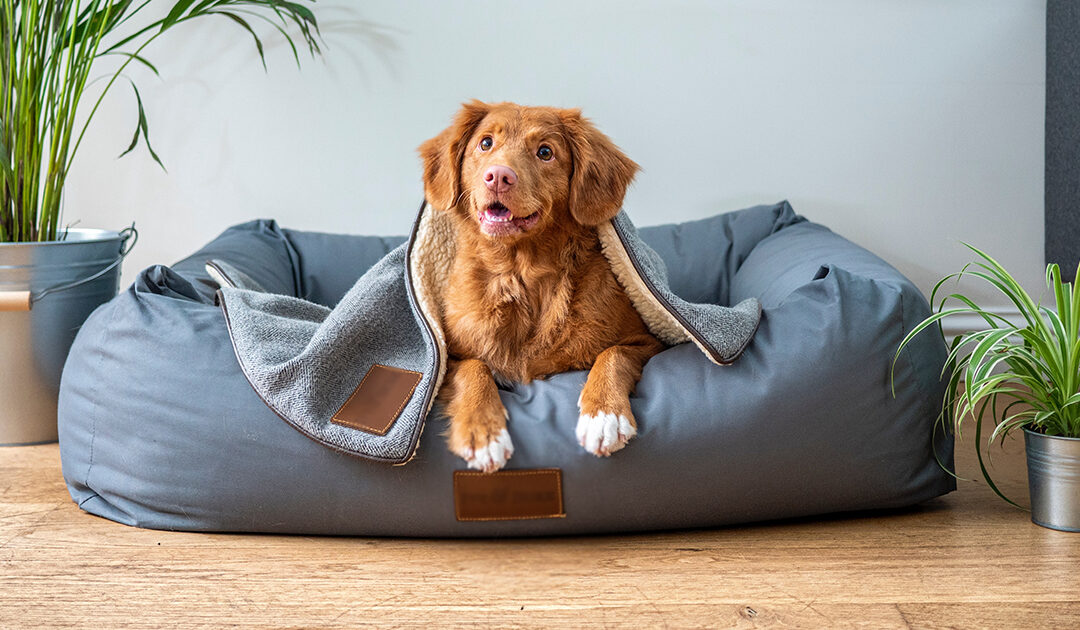 The Importance of Fixing Your Family Pet