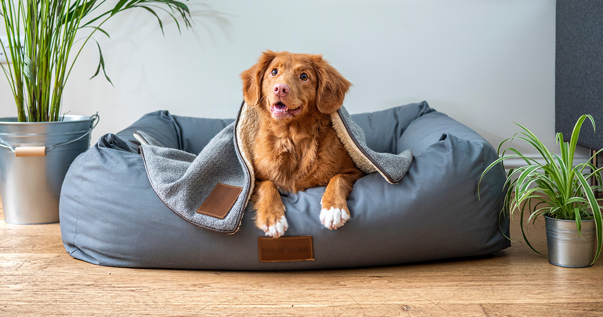 WMW-fixing-family-pet-eNews