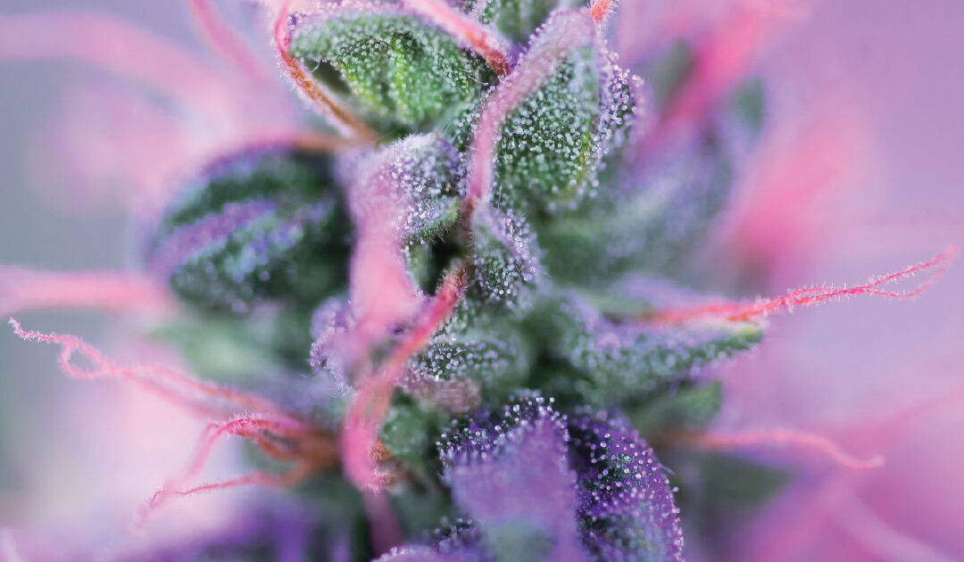 Cannabis in the Workplace