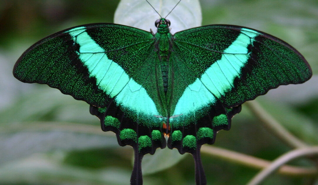 ‘Butterflies Are Blooming’ Once More at Frederik Meijer Gardens