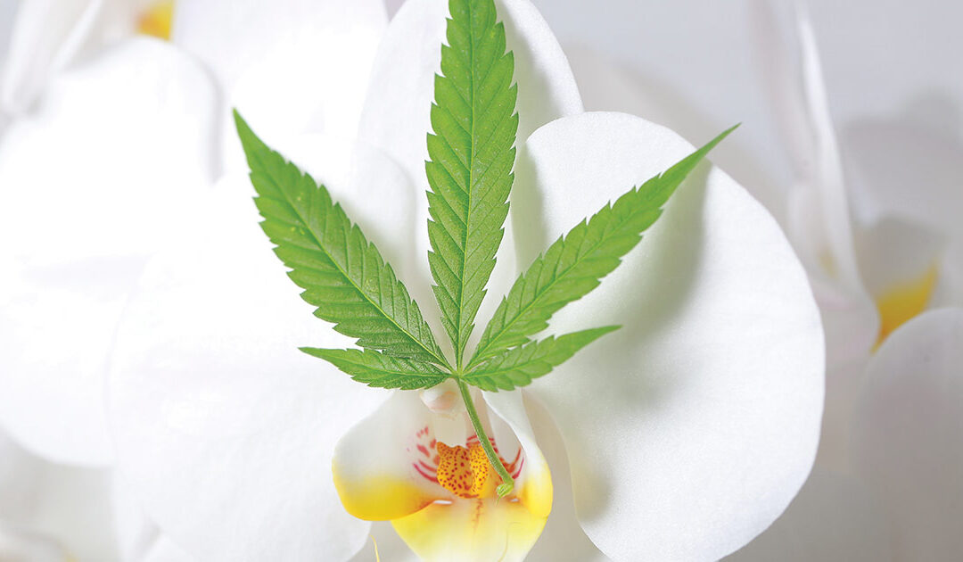 Mothers and Women Use Cannabis, Too!
